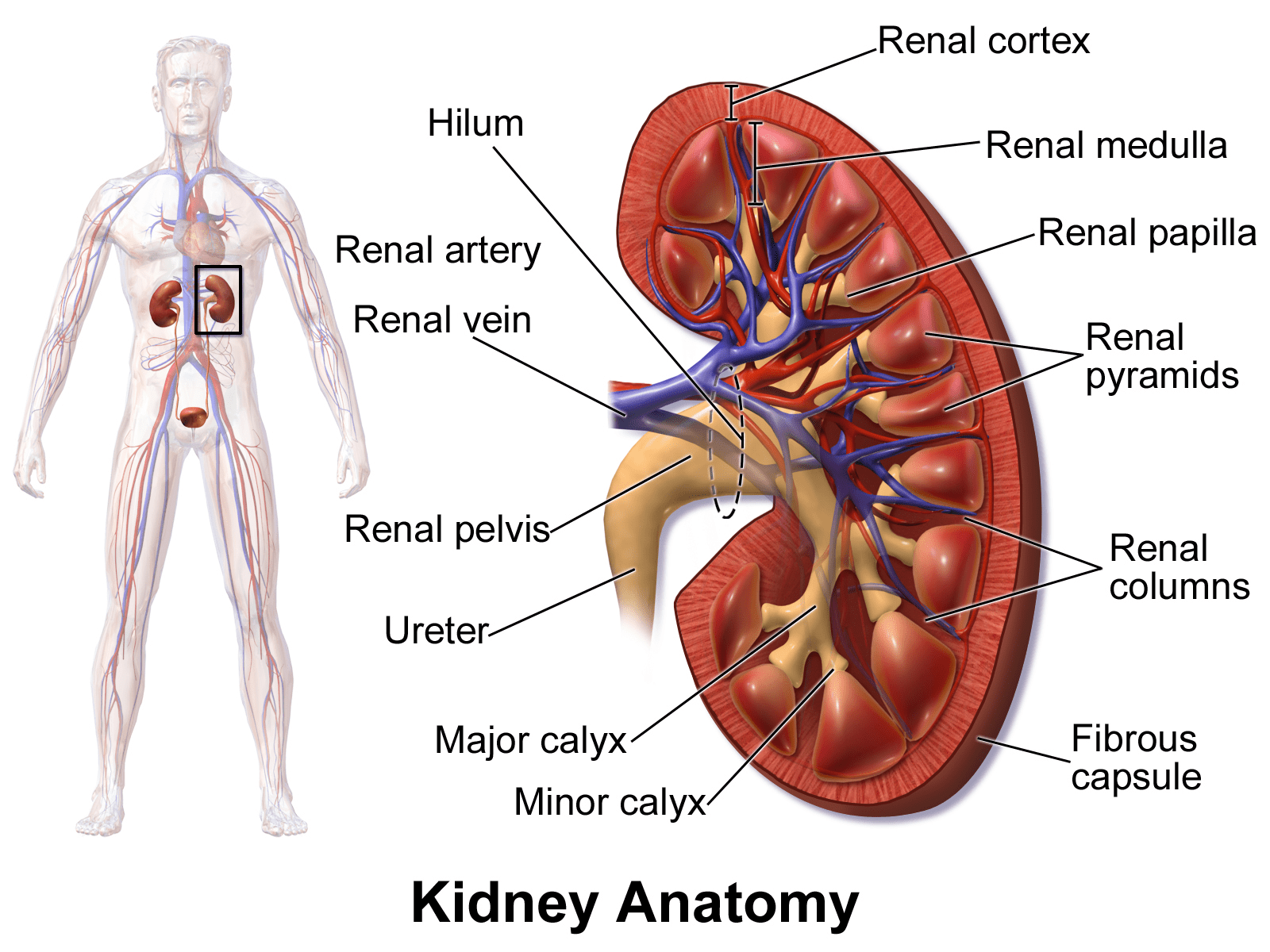 Kidney Disorders Medications Treatments For Kidney